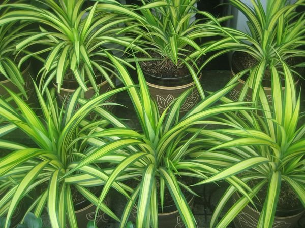 cây trúc phát tài hợp mệnh kim