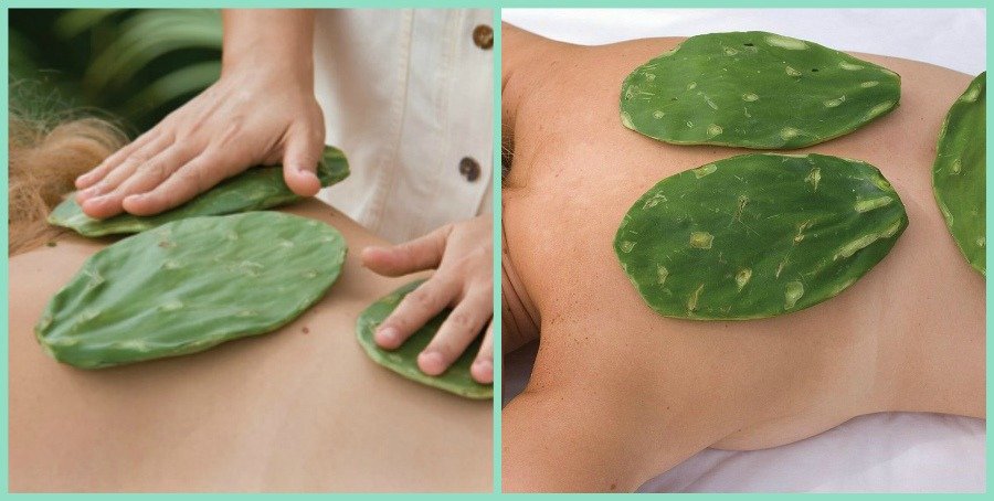 cây xương rồng chữa bệnh đau lưng vô cùng hiệu quả