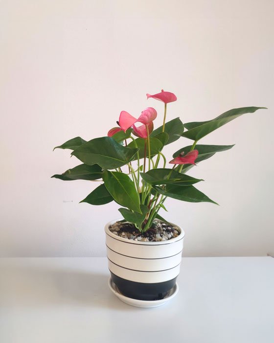 Cây hồng môn đặt ở cửa sổ giúp cây đón những tia nắng sáng lung linh
