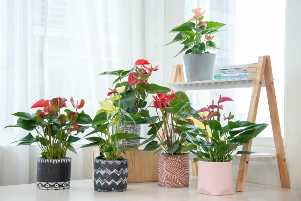 Hồng môn hồng tươi tắn