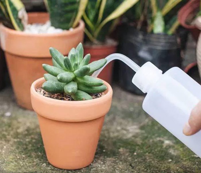 Hướng dẫn chi tiết cách tưới nước và chăm sóc sen đá hiệu quả