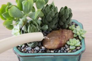 Sử dụng cây xanh trong phòng ngủ - Những điều cần lưu ý
