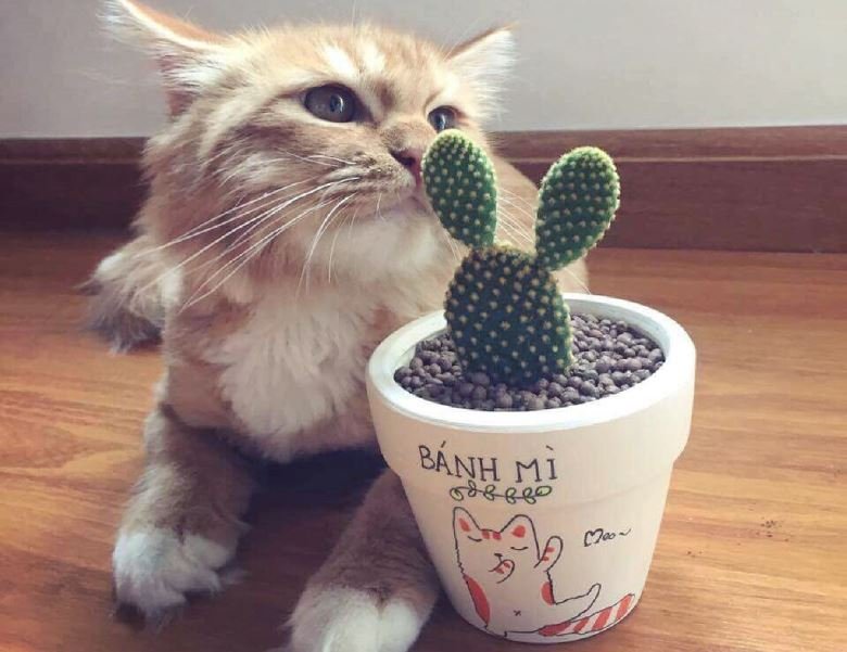 xương rồng tai thỏ nhiều công dụng