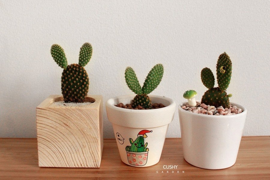 xương rồng tai thỏ dùng làm quà tặng ý nghĩa