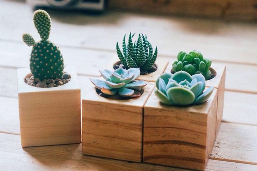 xương rồng tai thỏ được nhiều người ưa chuộng