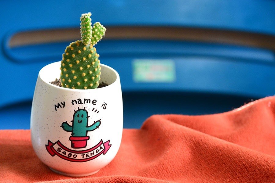 Xương rồng tai thỏ mini siêu dễ thương